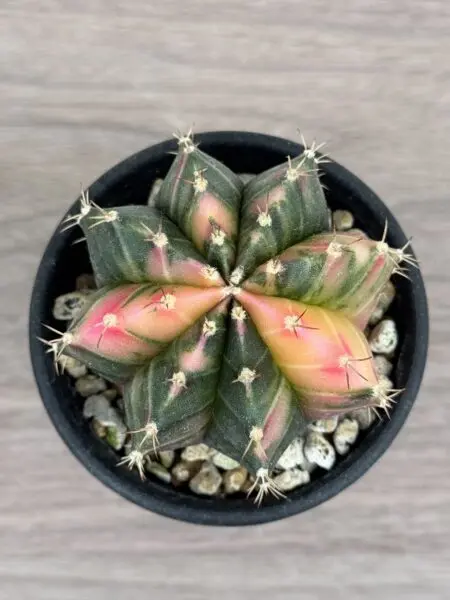 サボテン ギムノカリキウム 緋牡丹錦 色褪せ その1