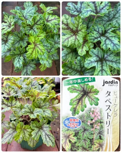 ヒューケレラ タペストリー