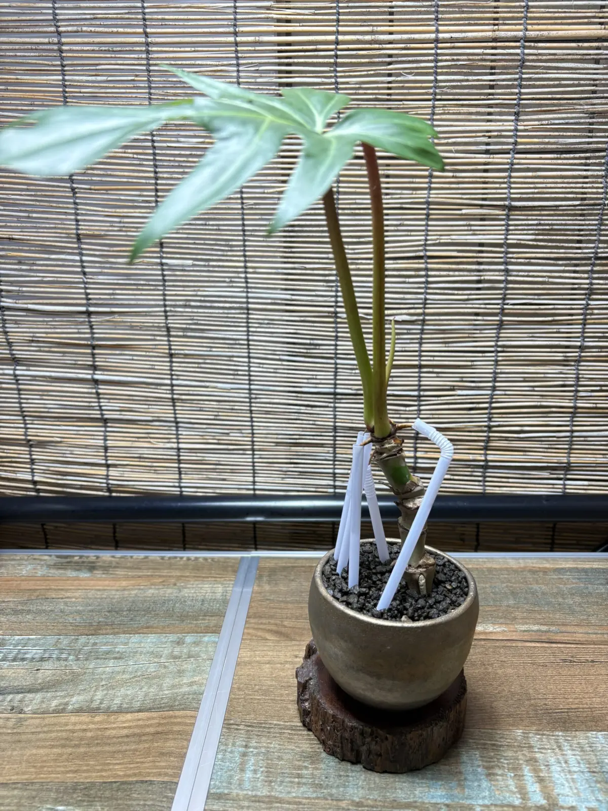 フィロデンドロン　sp　affポドフィラム　建設中