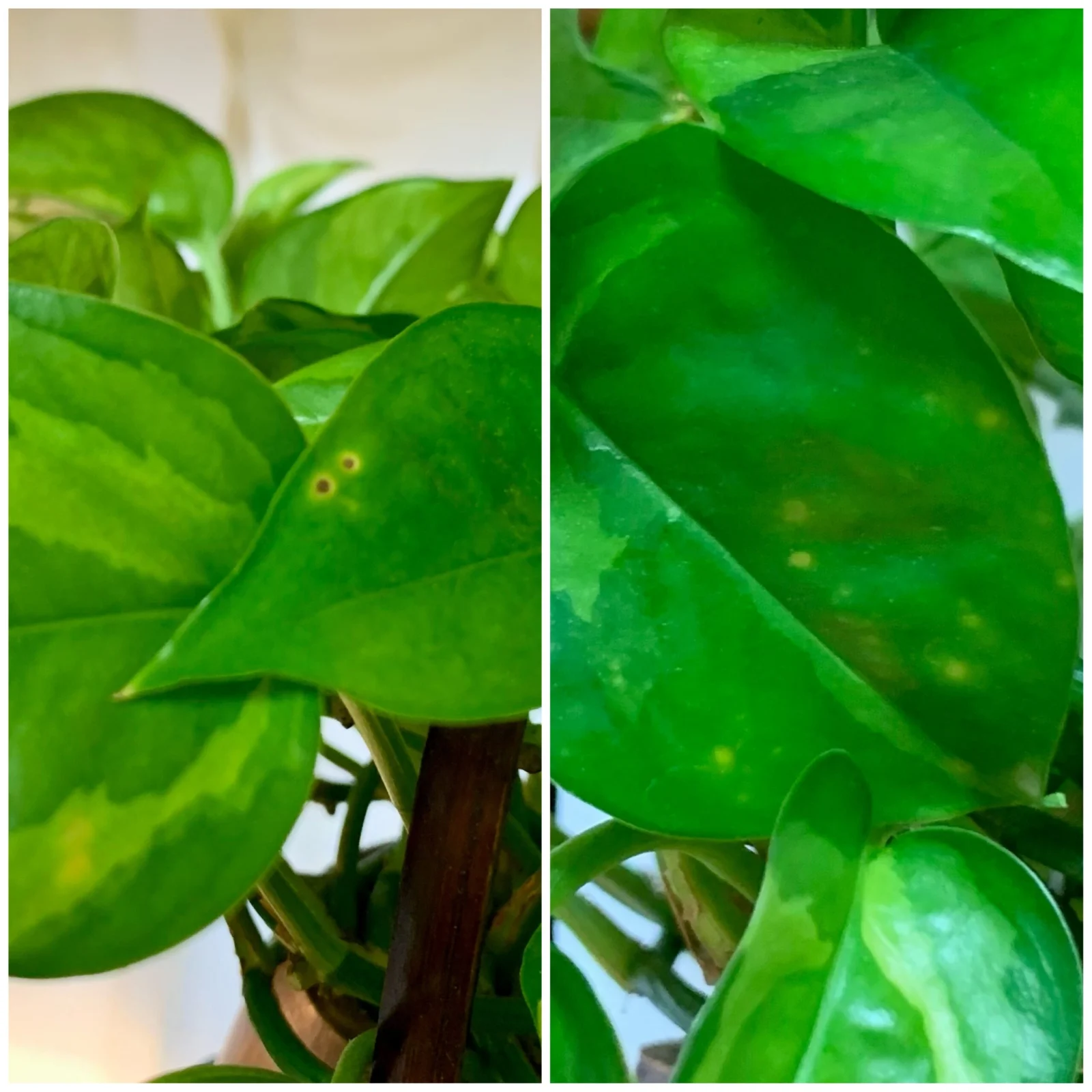 横浜 ポトス エメラルド 褐斑病？