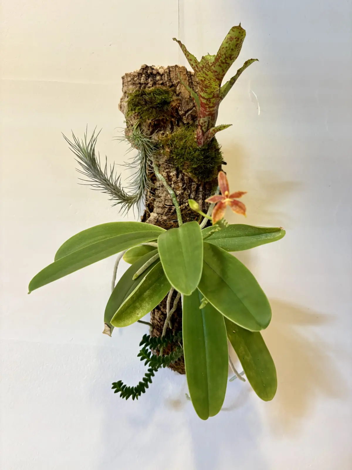 ファレノプシス コルヌセルビ , アングレカム ディスティカム , ティランジア フンキアナ , ネオレゲリア オーストラリアンペッパー　コルク着生