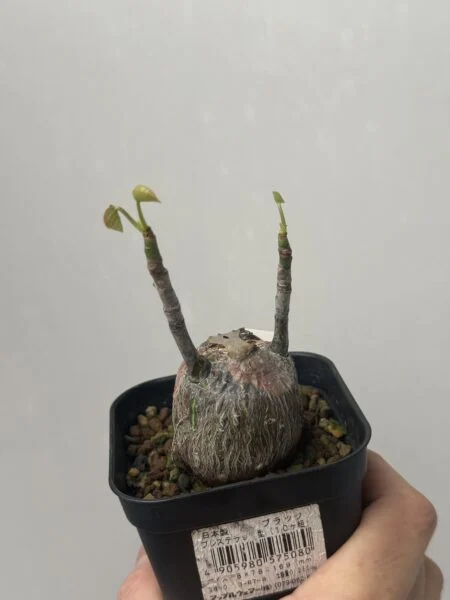 プセウドボンバックス エリプティクム