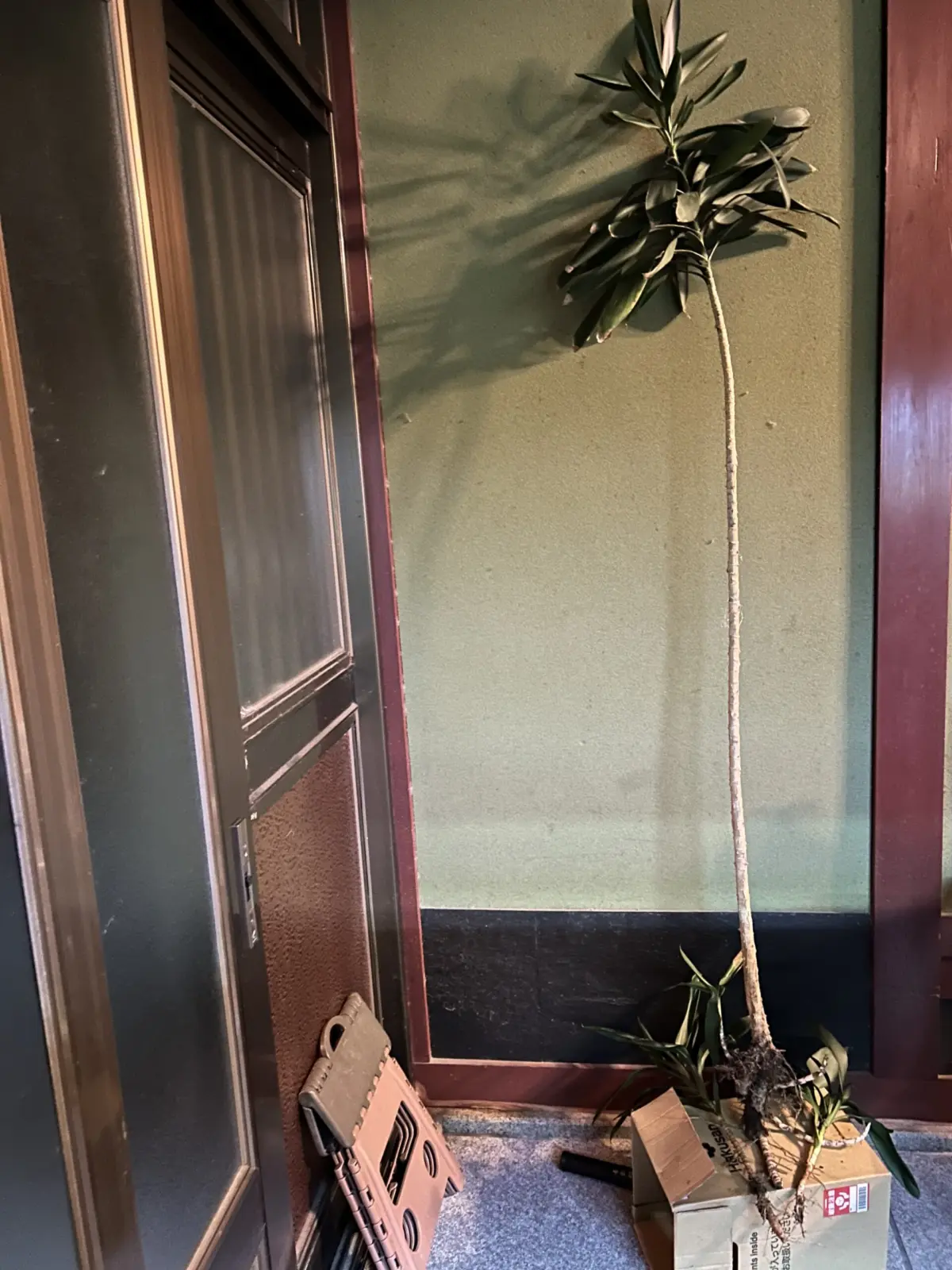 ドラセナ フメイシュ