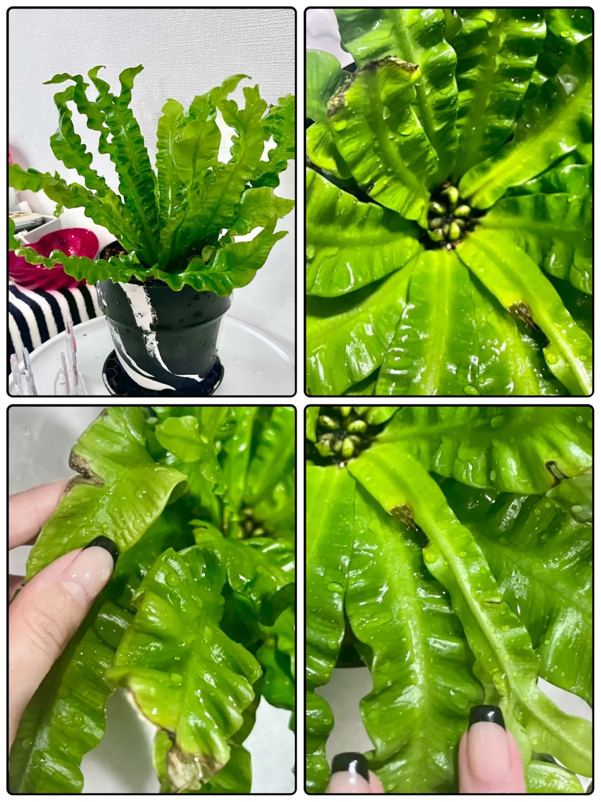 アスプレニウム　エメラルドウェーブ