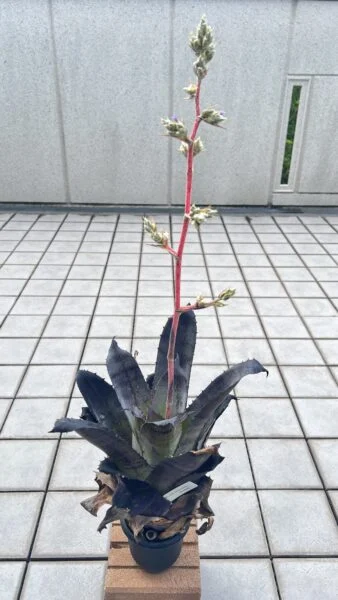 ホヘンベルギア　レオポルドホルスティ　ブラックフォーム　花　成長記録007