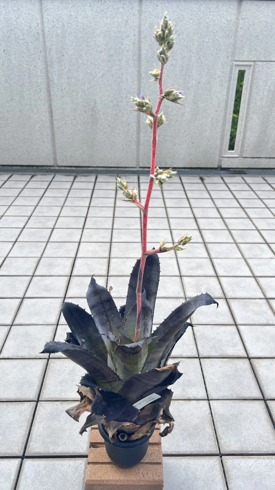 ホヘンベルギア　レオポルドホルスティ　ブラックフォーム　花　成長記録007