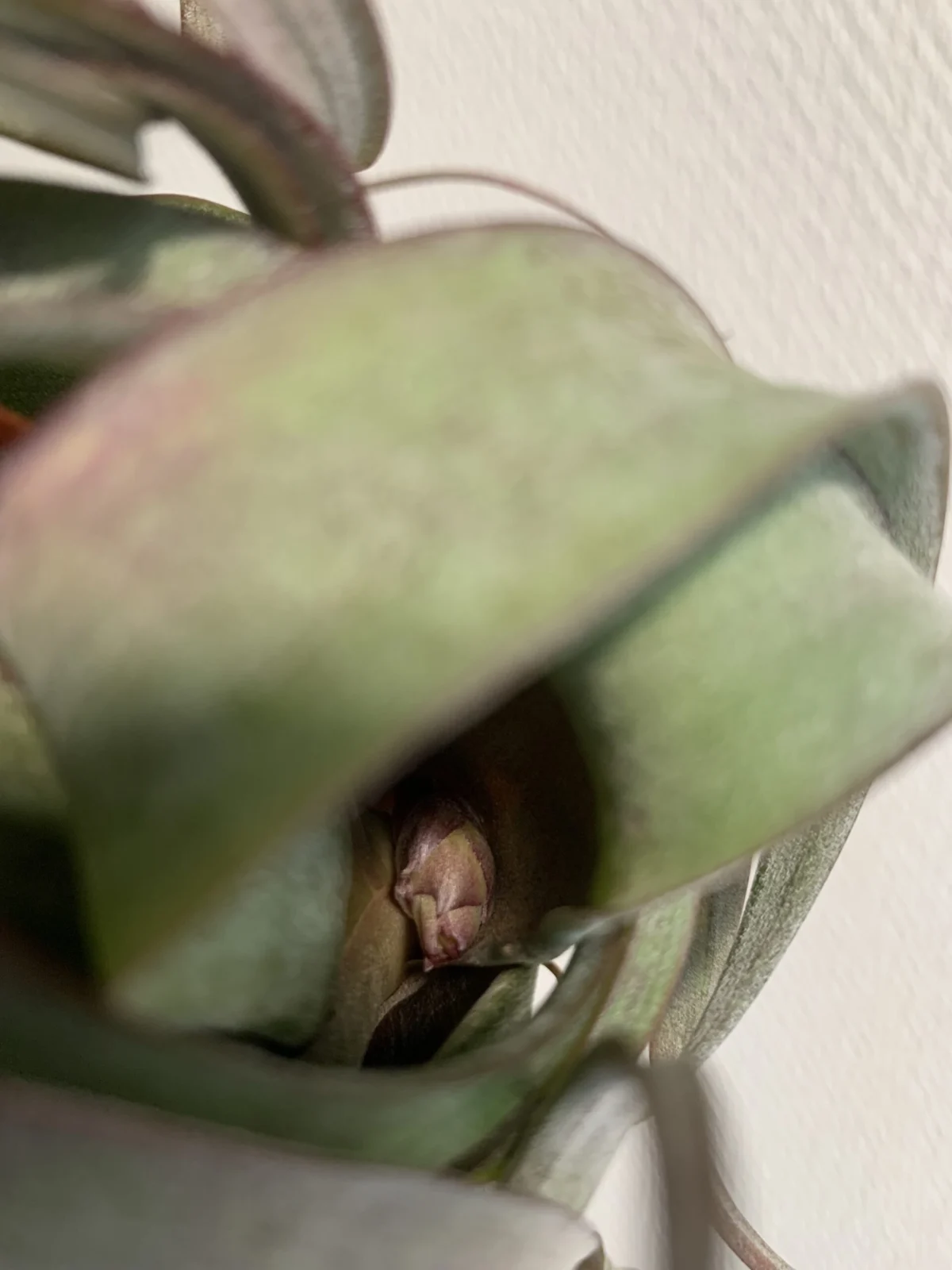 ティランジア　エリックノブロック