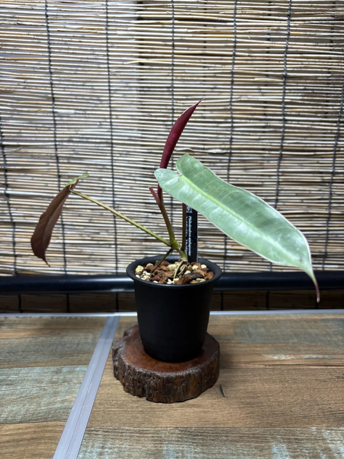 フィロデンドロン　アタバポエンセ