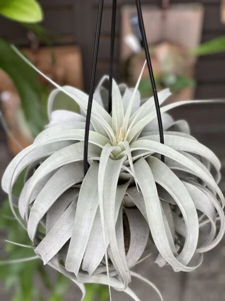 ティランジア　キセログラフィカ　花芽　　成長記録018