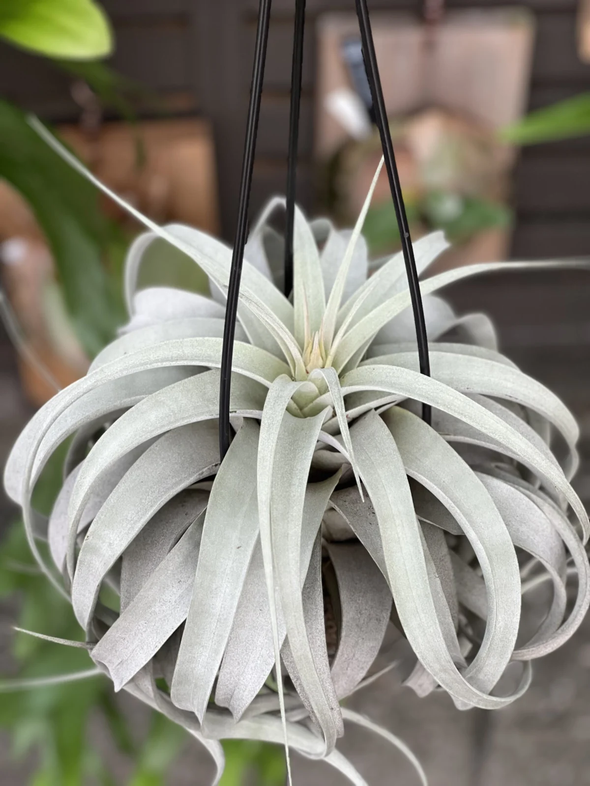 ティランジア キセログラフィカ 花芽 成長記録018