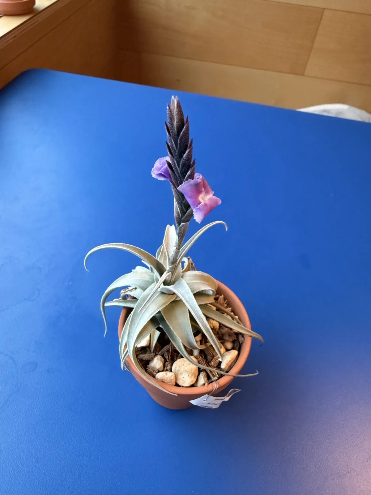 ティランジア ストレプトカルパ ファットボーイ