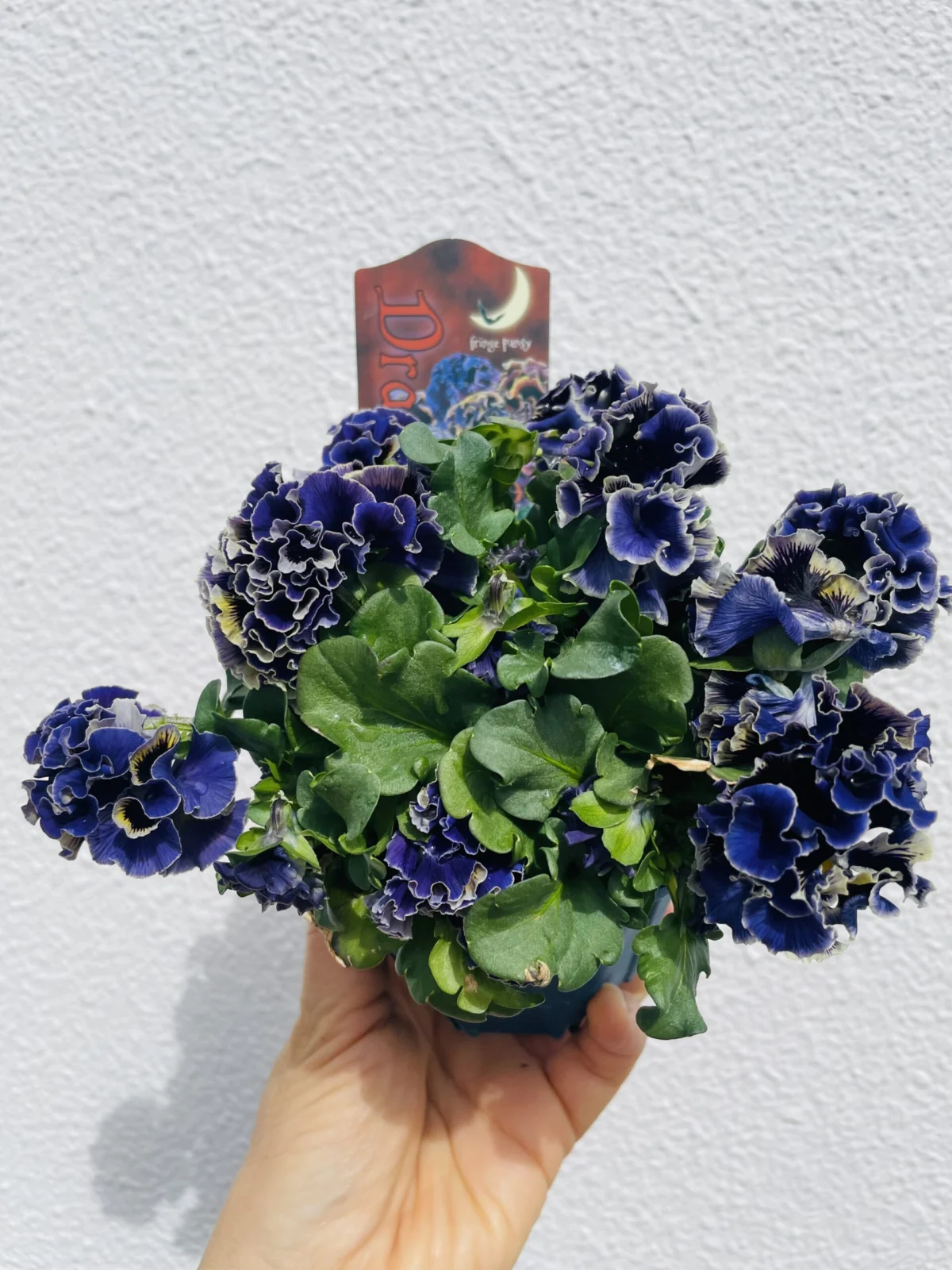 パンジー　ドラキュラ　花