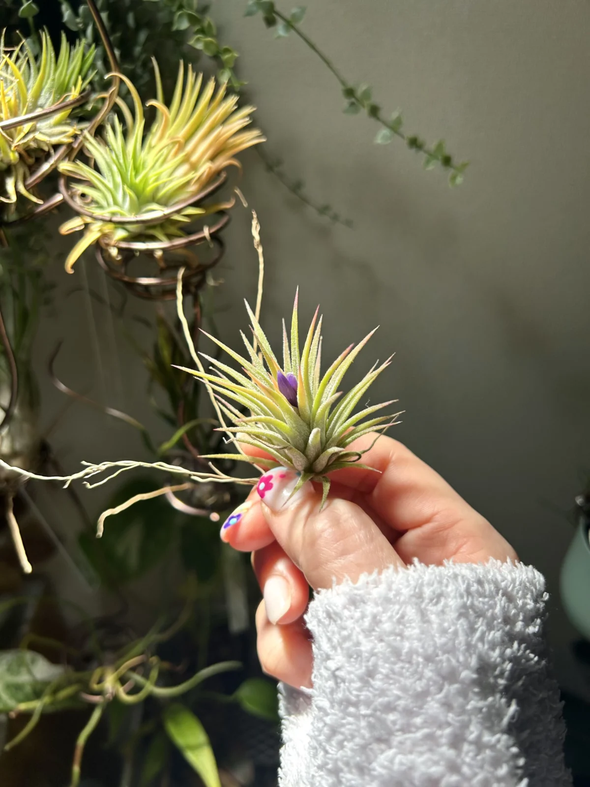 ティランジア イオナンタ ソル