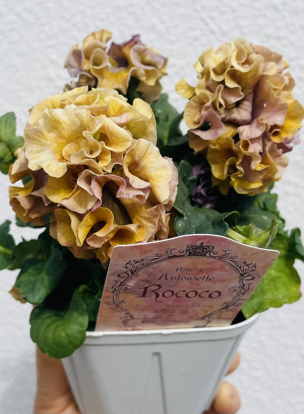 パンジー　ロココ　ローブドアントワネット　花