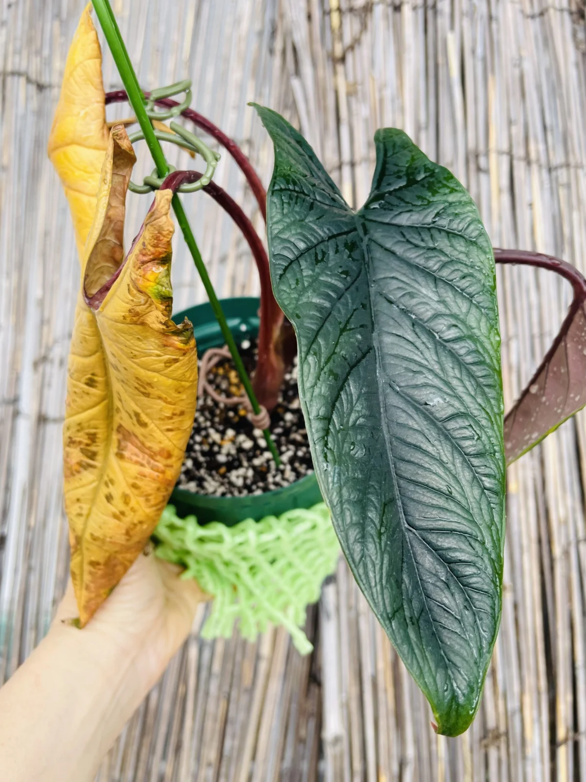 アロカシア スカルプラム おじいちゃんと孫