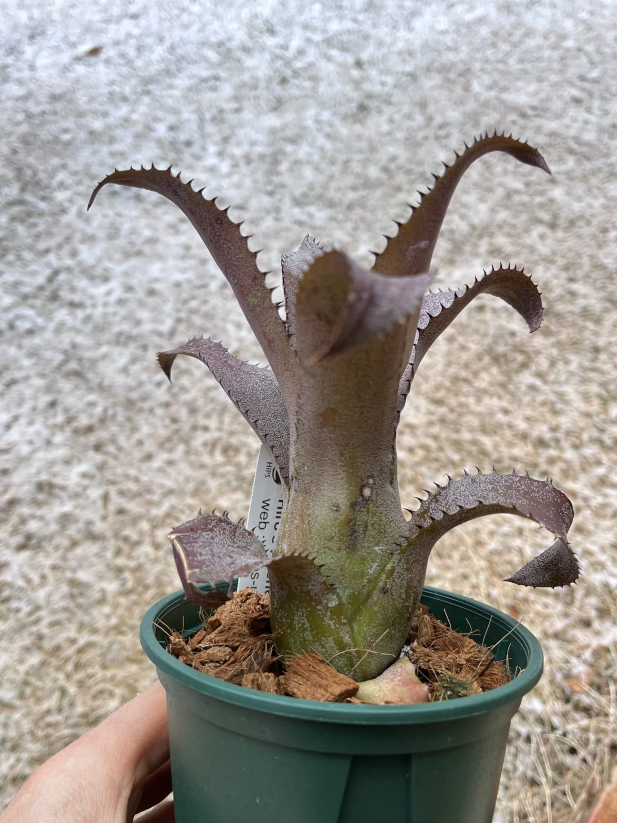 ホヘンベルギア アイスティー