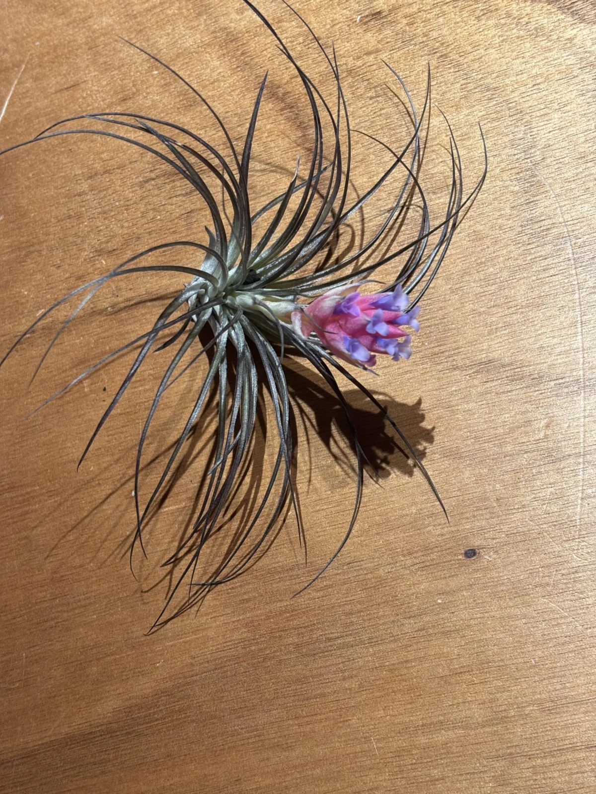 チランジア ストリクタ