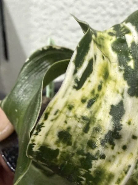 オモト 輪波獅子 わなみじし おもと 万年青