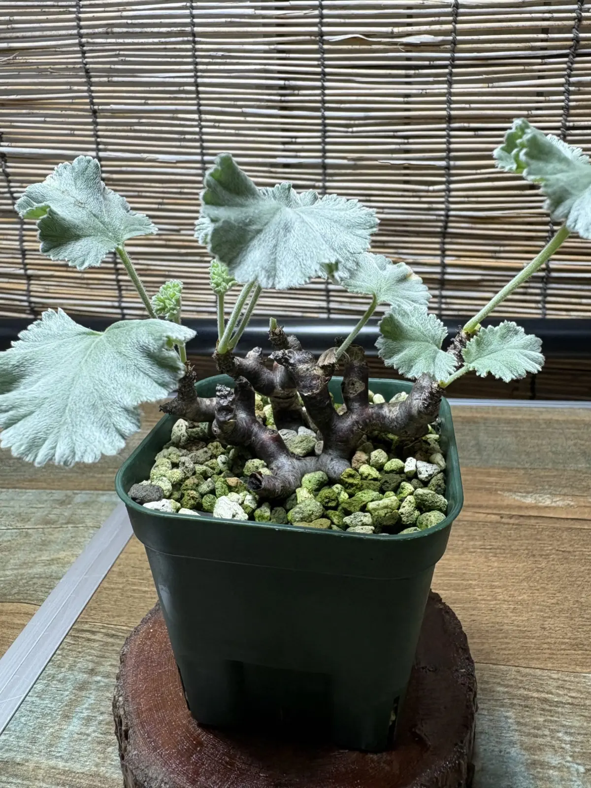 ペラルゴニウム　ミラビレ　挿し木