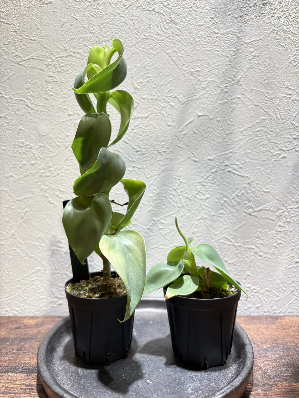 フィロデンドロン　シルバーメタル　萎縮