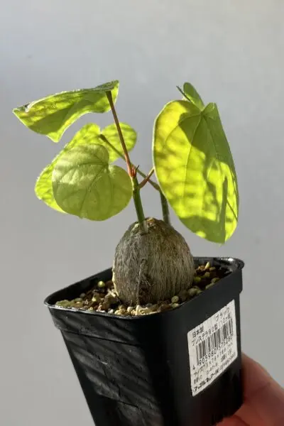 プセウド ボンバックス エリプティクム 塊根植物 コーデックス