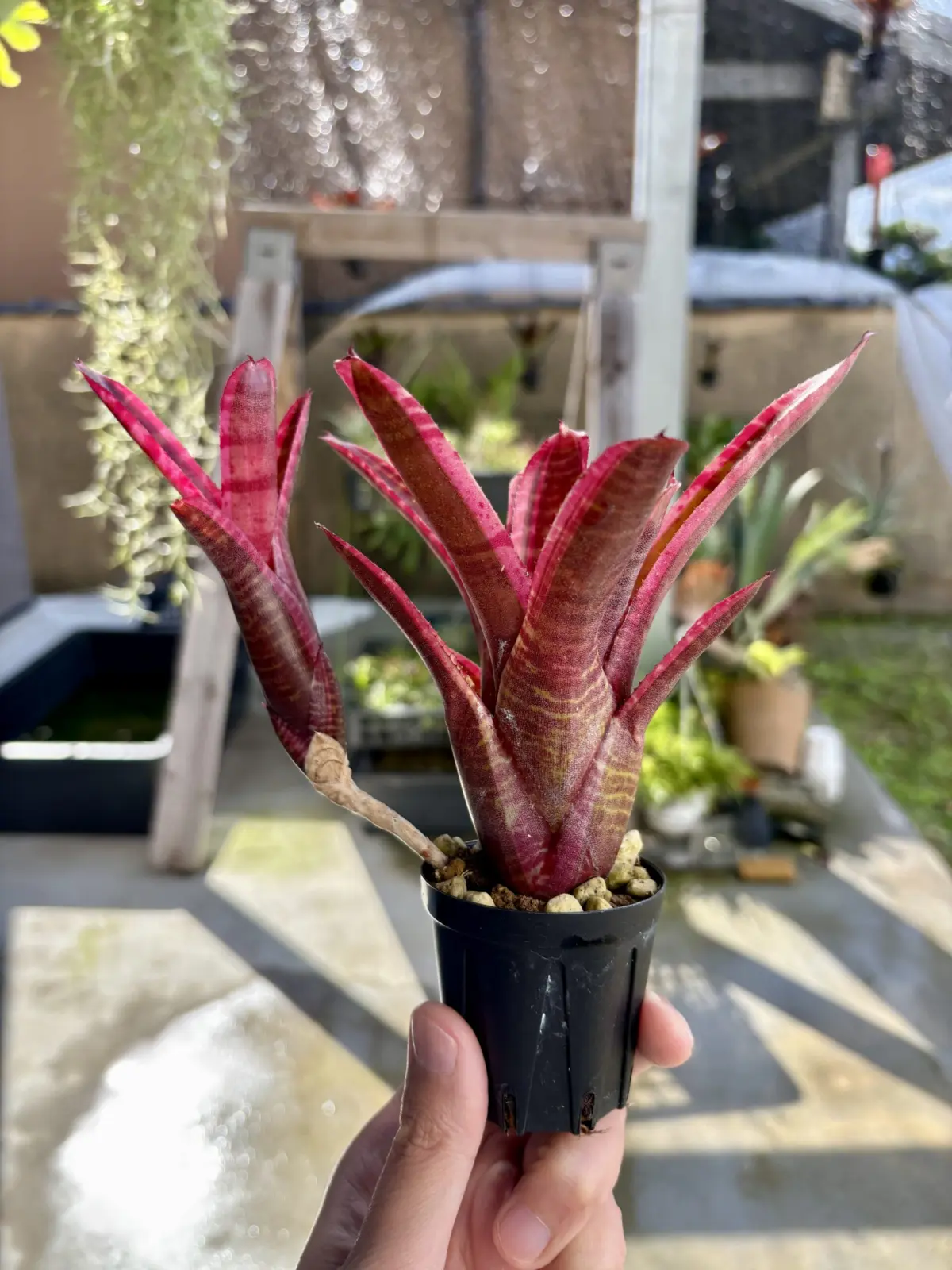 ネオレゲリア　ホワイトホットエンバー