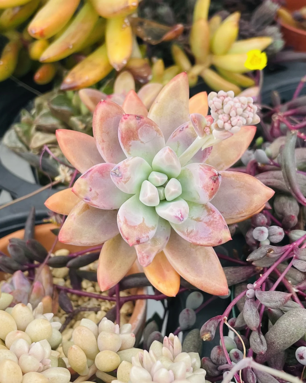 多肉　札落ち　花