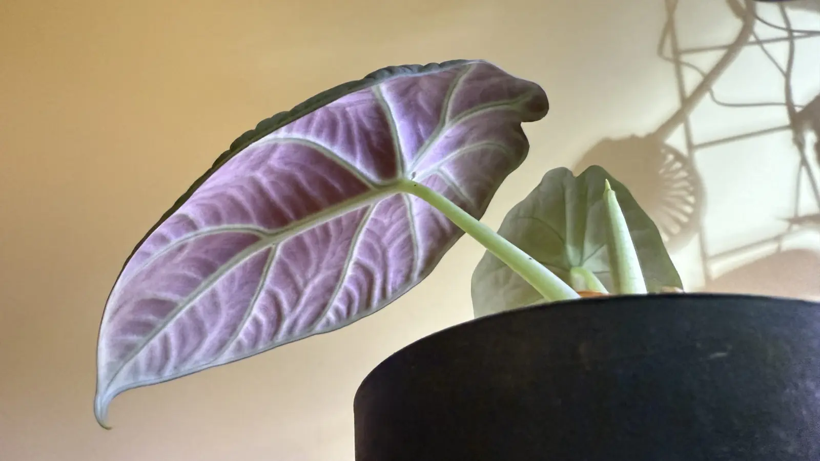 アロカシア　マハラニ