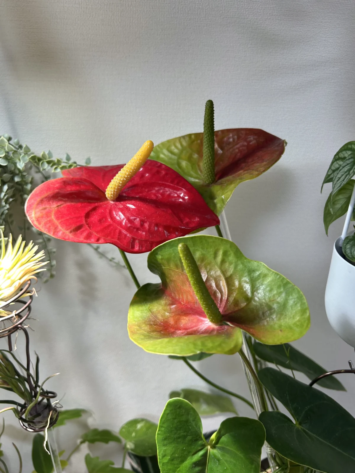 アンスリウム 品種不明　赤い花と緑の花