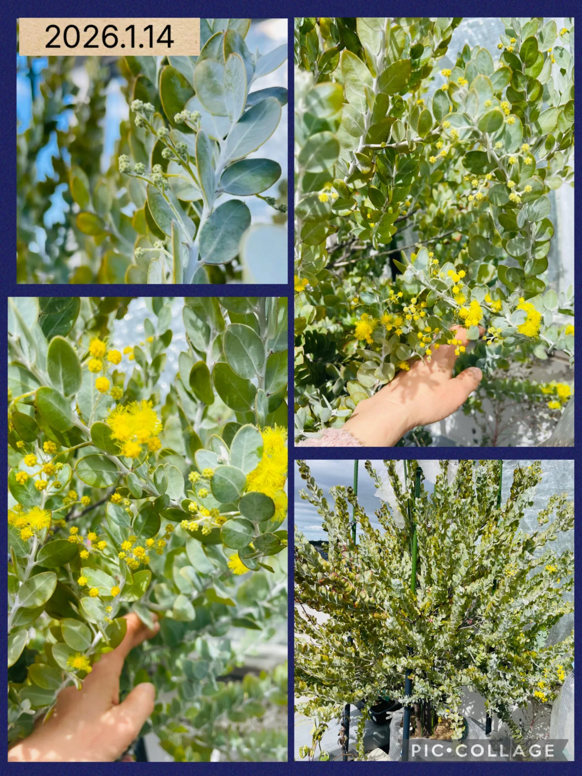 オージープランツ　パールアカシア　開花