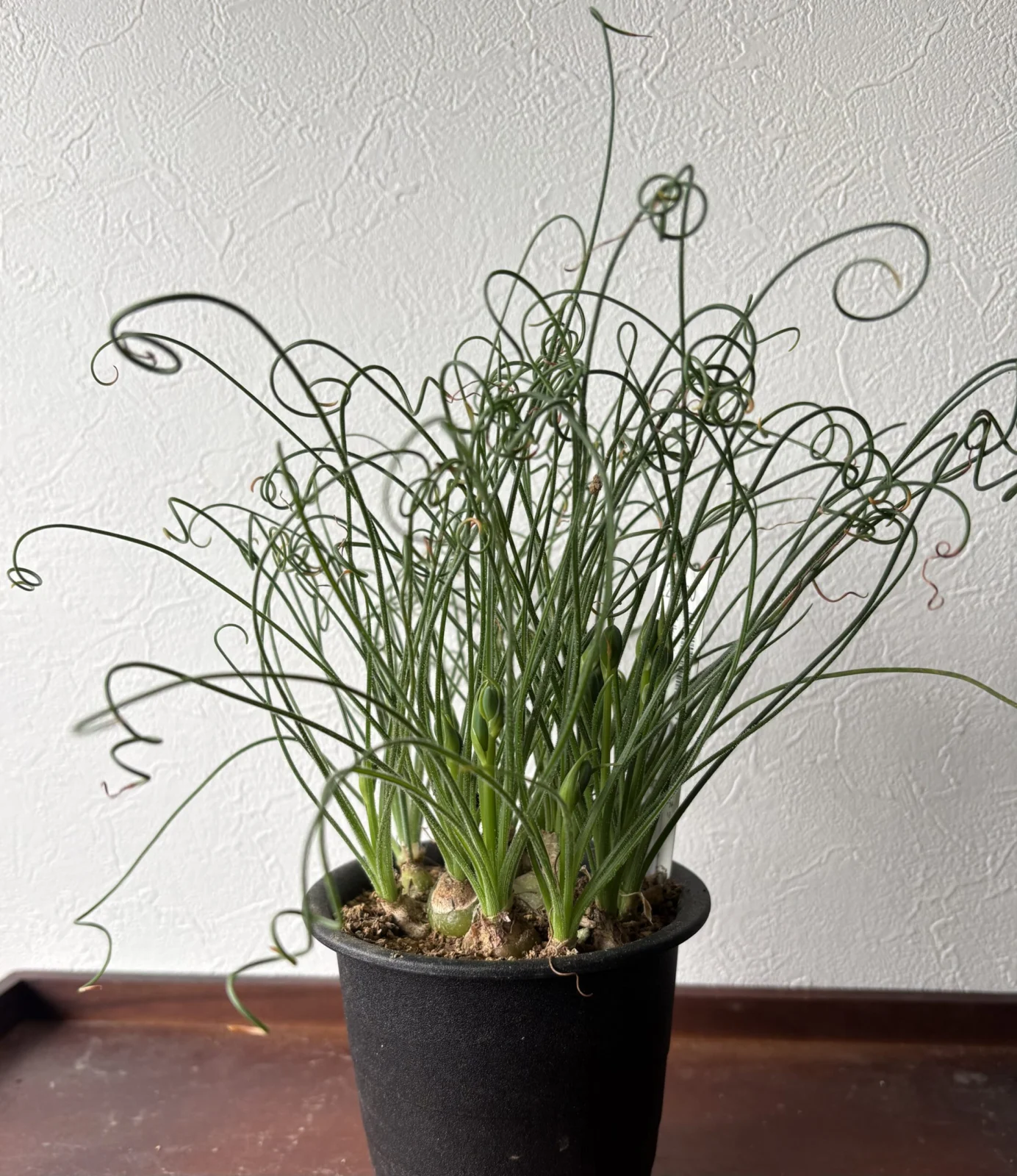 アルブカ　スピラリス