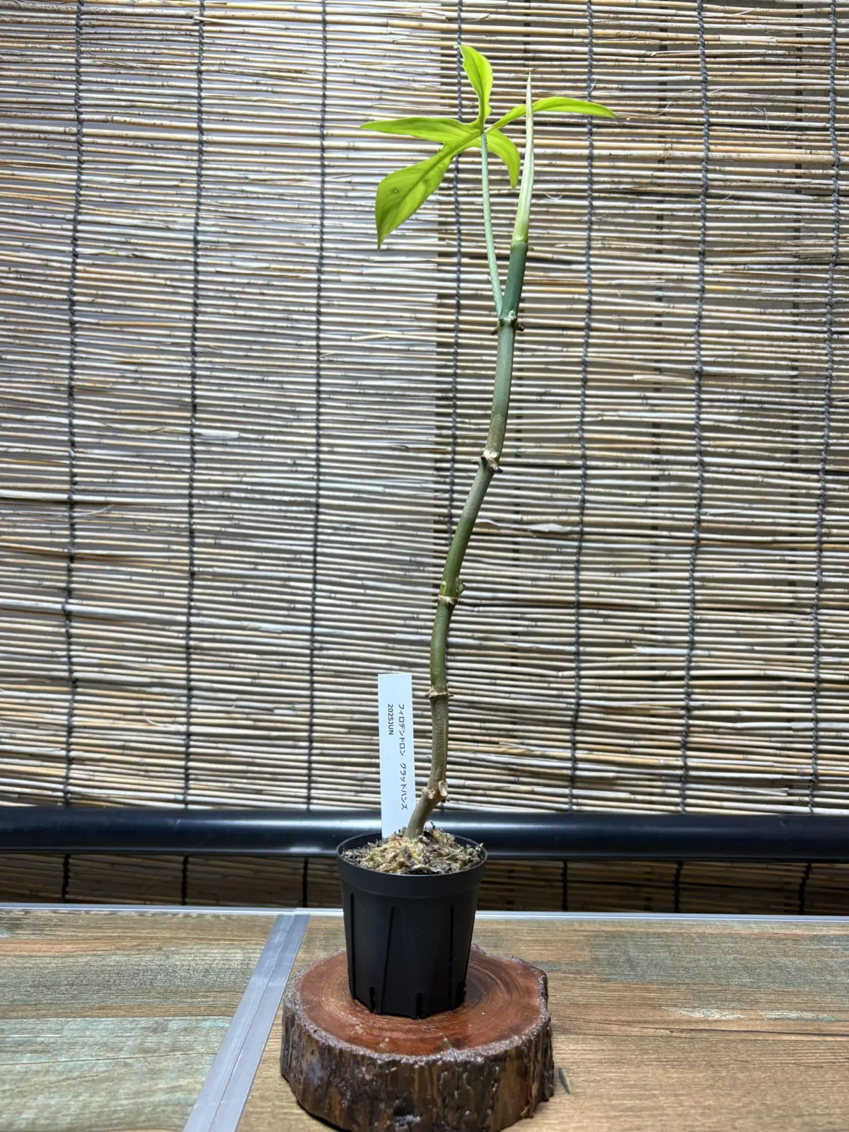 フィロデンドロン　グラッドハンズ