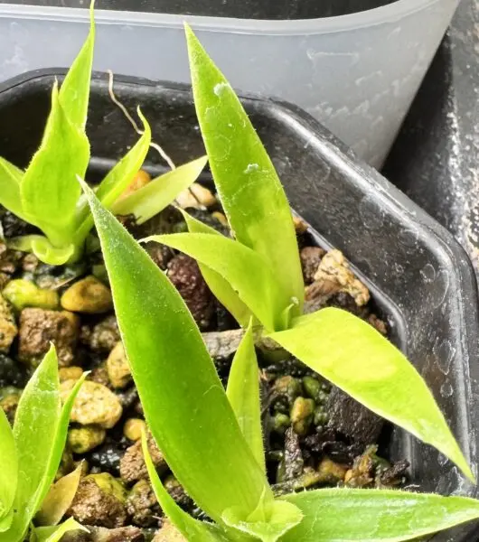 ビルベルギア　実生　褐斑細菌病？