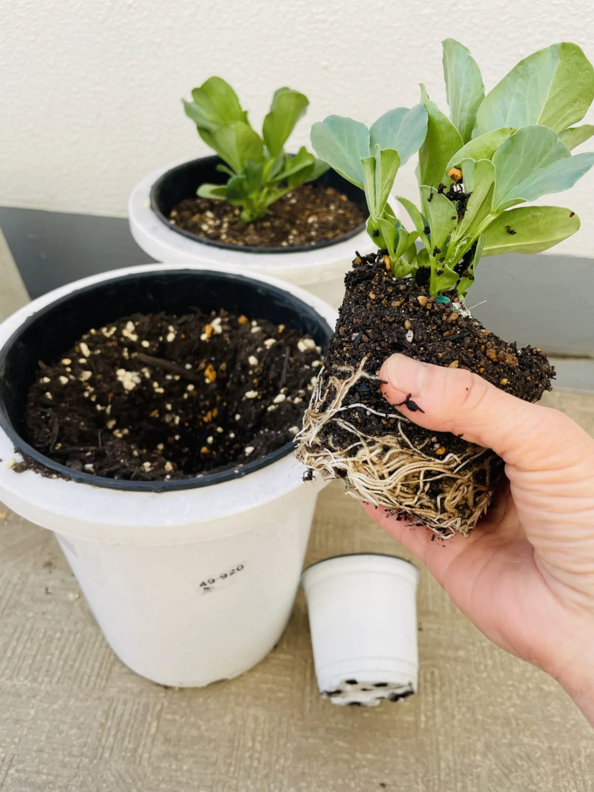 野菜　ソラマメ　鉢増し