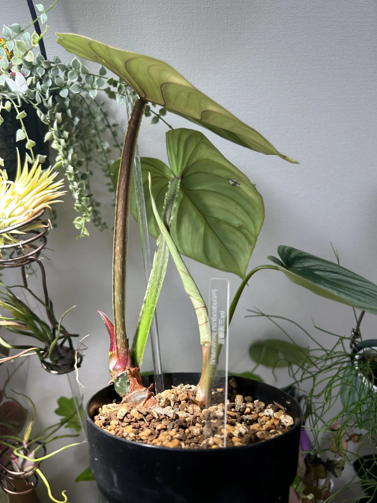 フィロデンドロン プラウマニー カットその後