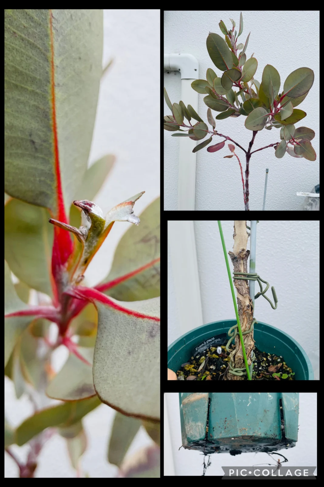 オージープランツ　ユーカリ　プレウロカルパ　新芽