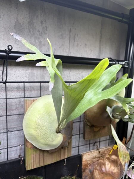 ビカクシダ　あばれじし