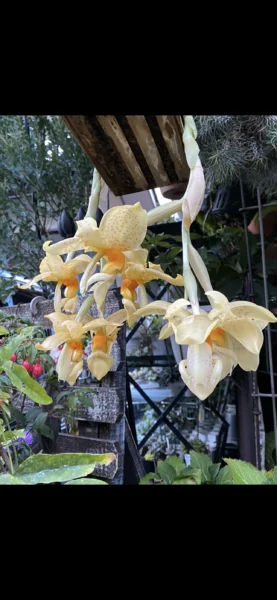 スタンホペア　ワーディー　花　蘭