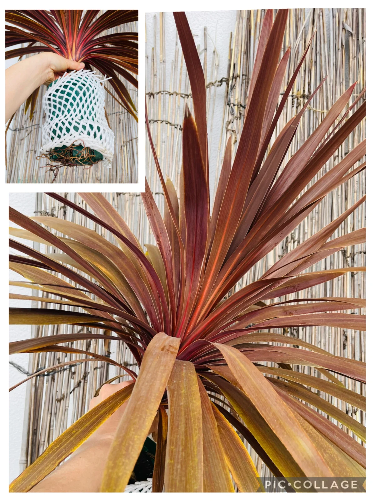 コルジリネ レッドスター