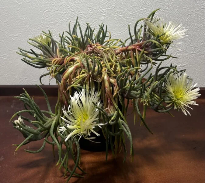 フィロボルス ラビエイ　’phyllobolus rabiei’