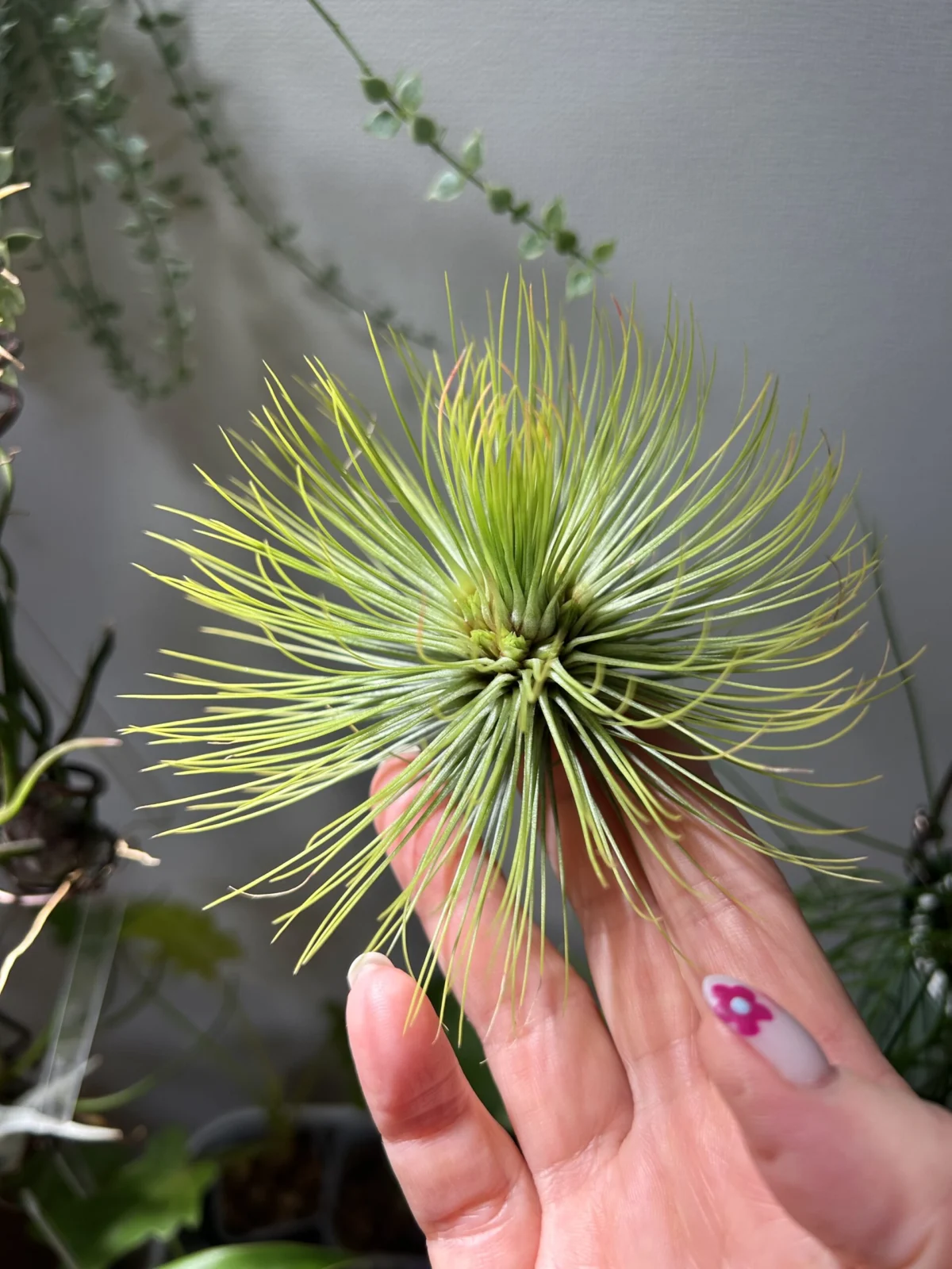 ティランジア アンドレアナ