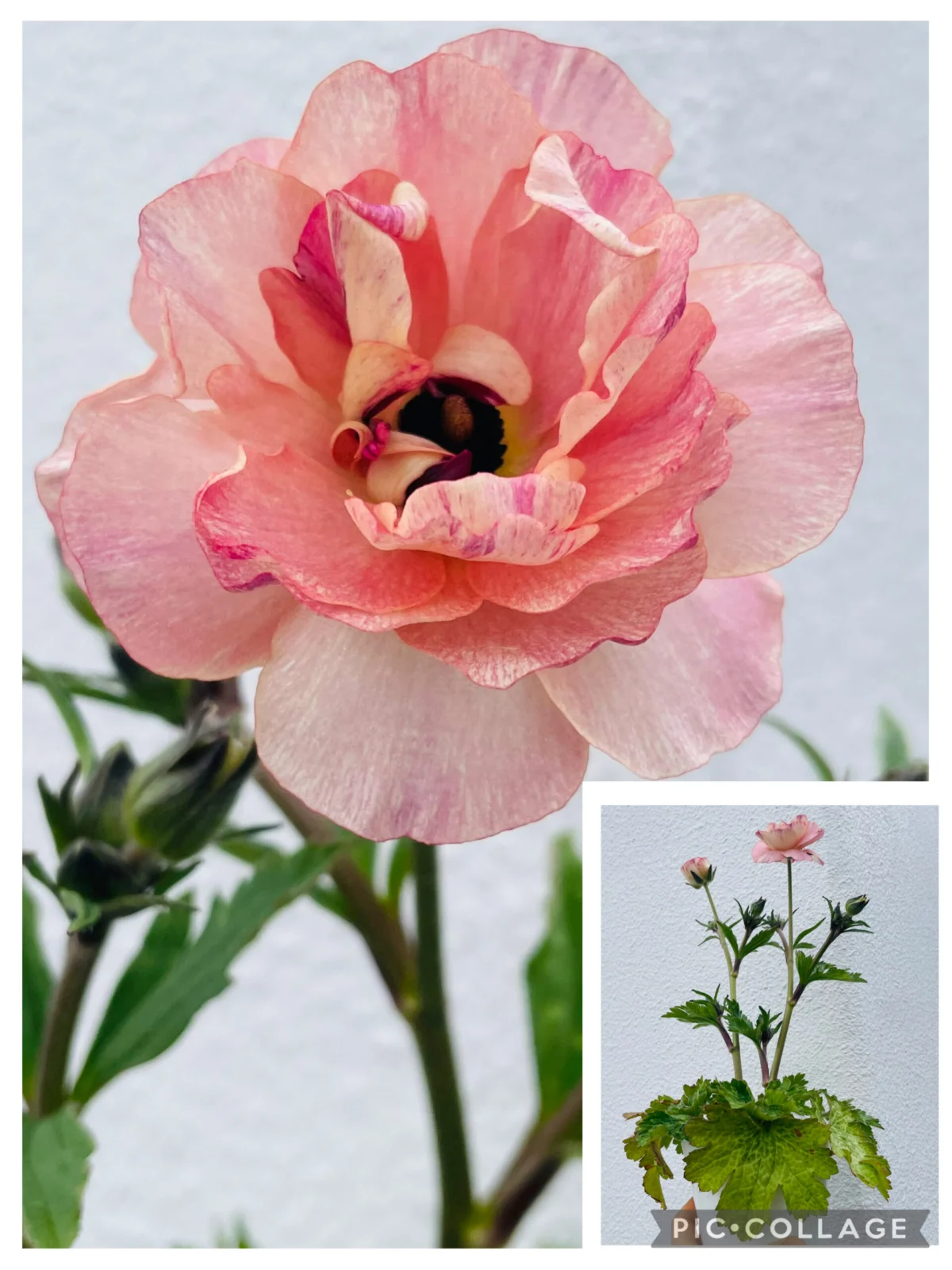 ラナンキュラス　ラックス　花