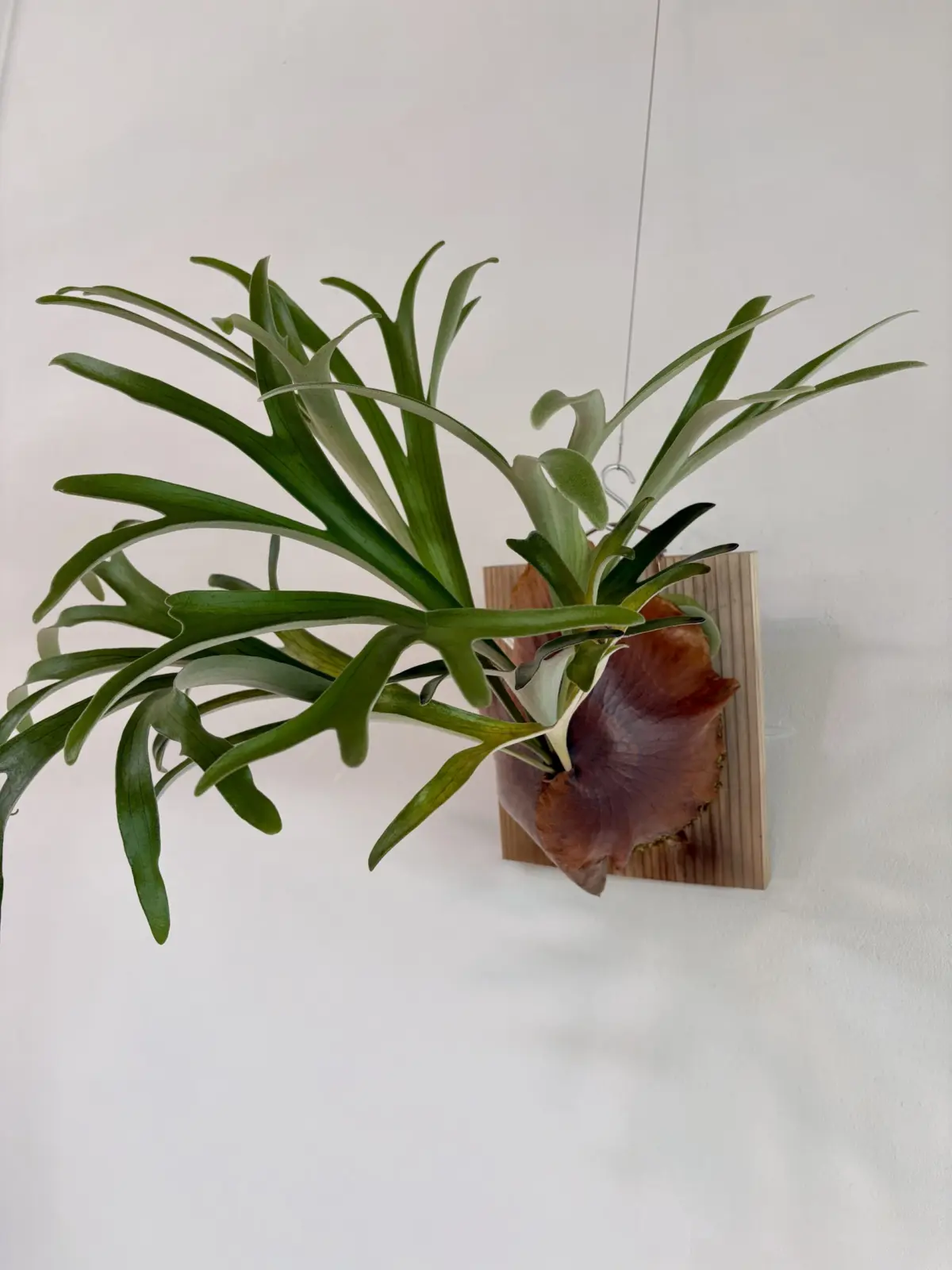 ビカクシダ　アルシコルネ　マダガスカル