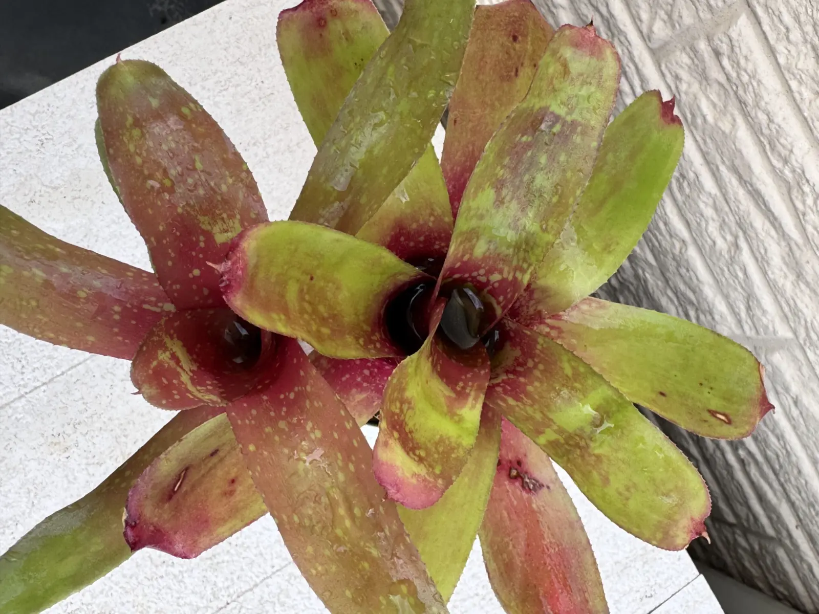 ネオレゲリア　ベシート