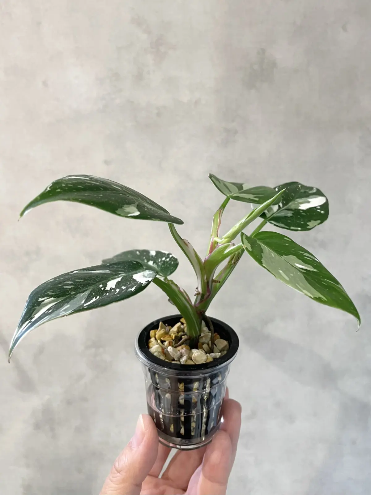 フィロデンドロン　ホワイトプリンセス　半水耕栽培