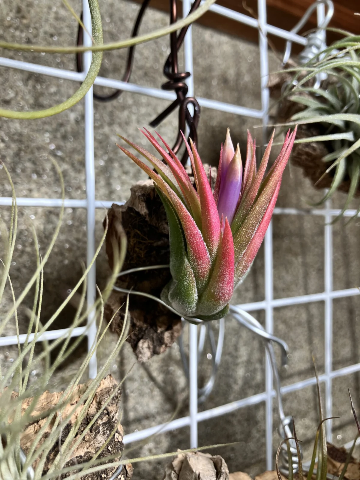 ティランジア　スカポーサ　( ホムセン の札は コルビー コルビィ ) 開花 しそう