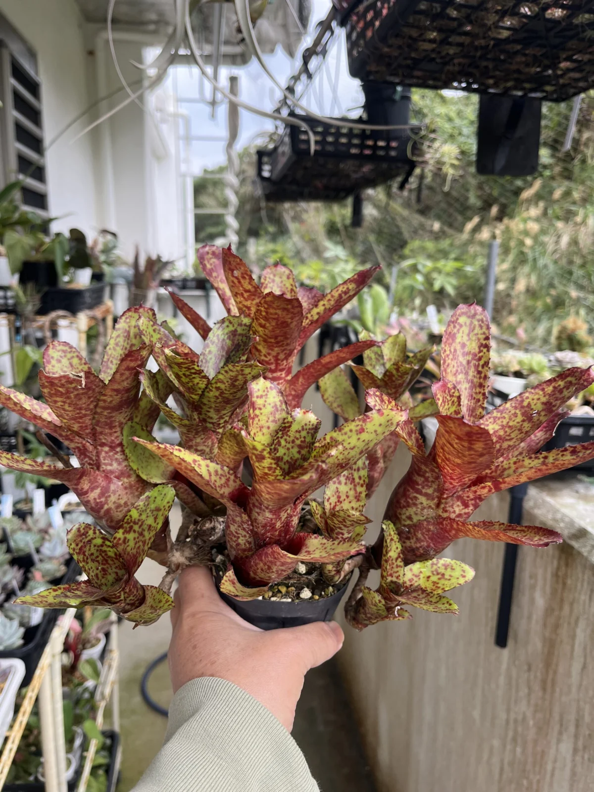 ネオレゲリア　オーストラリアンペッパー