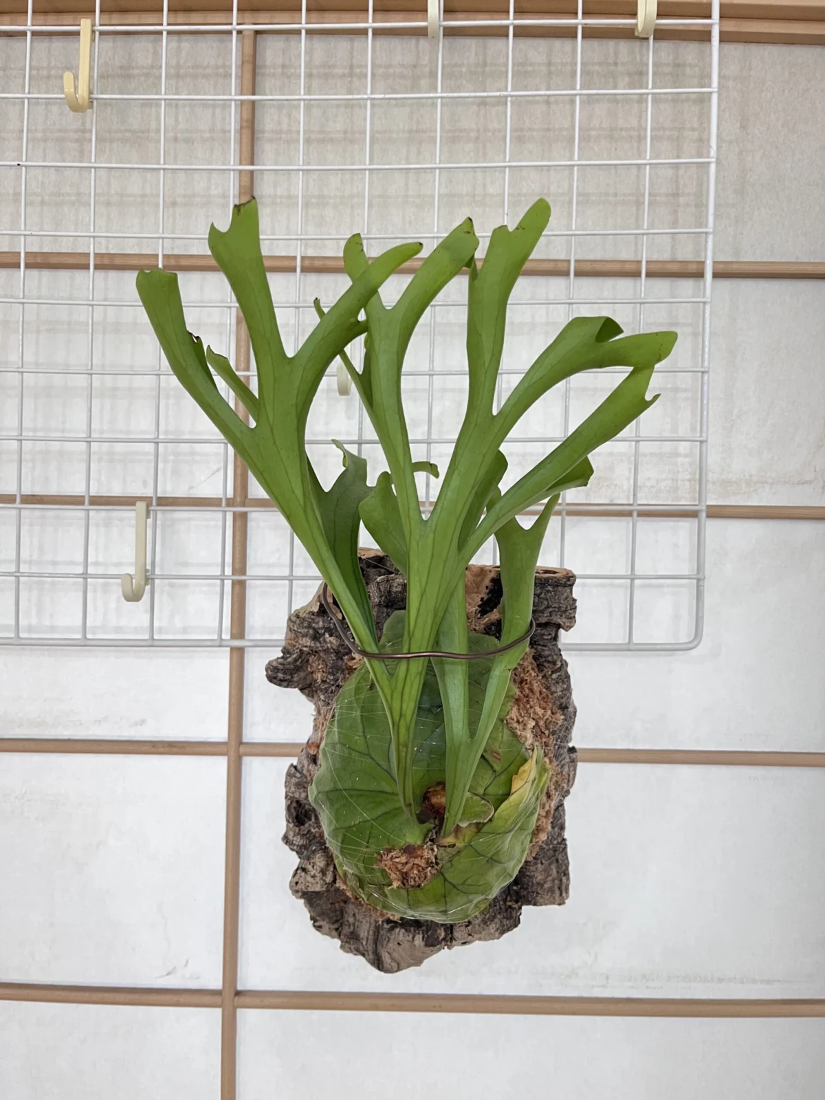 ビガクシダ キッチャクードxリドレイ キッチャクード リドレイ