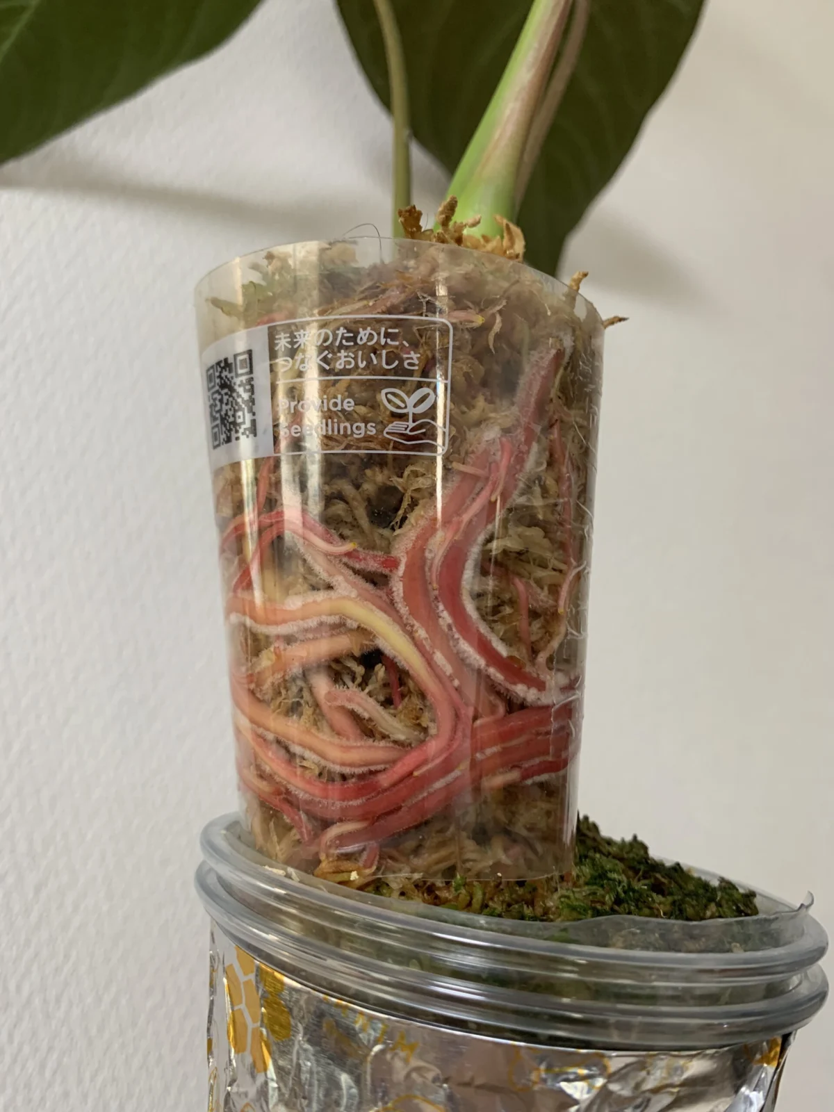 アンスリウム　ロムズレット