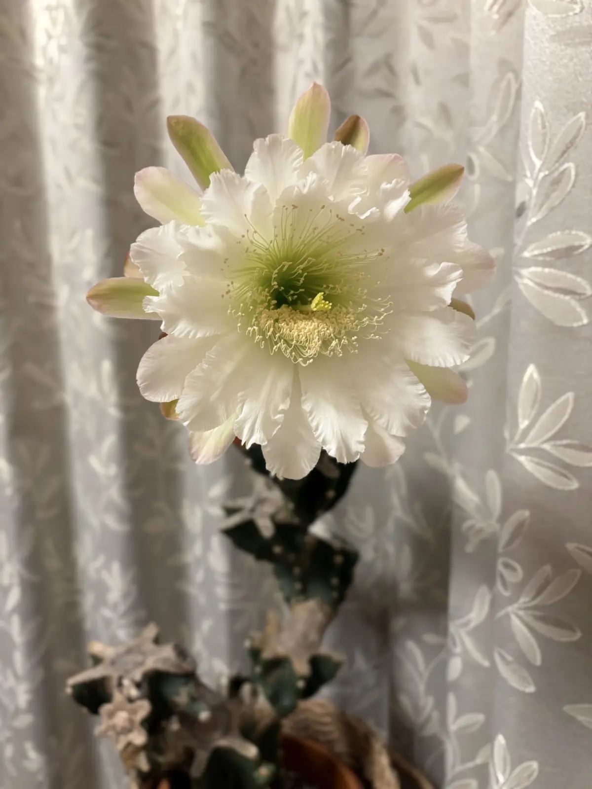 柱サボテン　開花